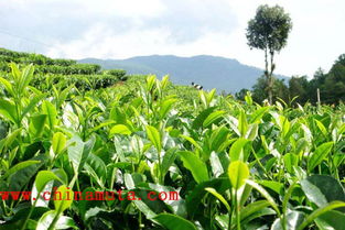 发挥Zui大功效的秘诀