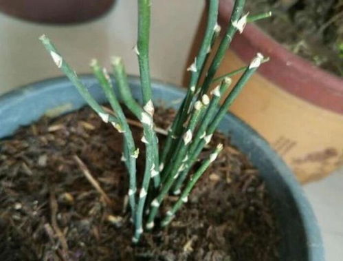 菖蒲叶干枯，冬天怎么养护才能恢复生机