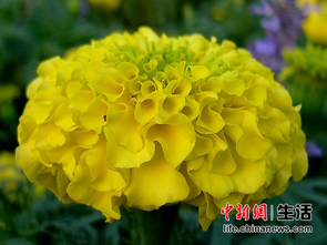四季花卉组合