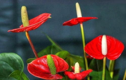 红掌花色鲜艳，为什么它不枯萎呢
