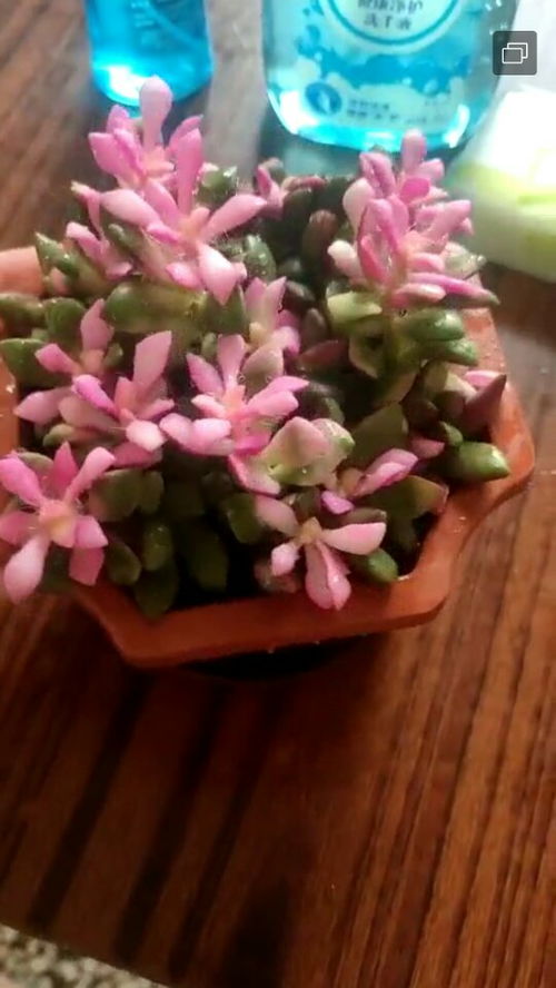 花多多12号种多肉效果如何？