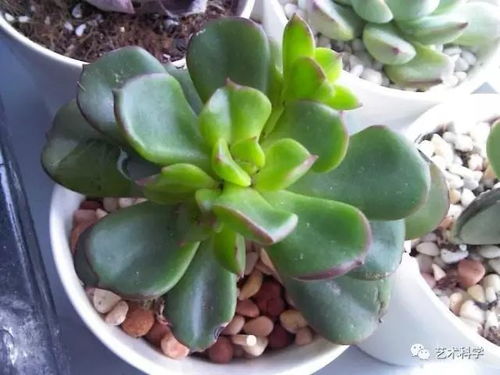 玛瑙殿养护秘籍，珍稀花卉养护宝典