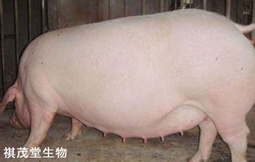 母猪先兆流产，及时诊断与治疗
