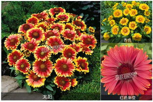 天人菊与松果菊的混种