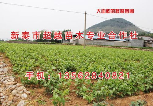 栖霞农药合作社