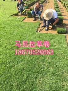 草坪草种， 耐寒又抗踩