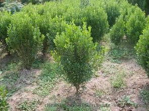 一、 黄杨球的价格之谜