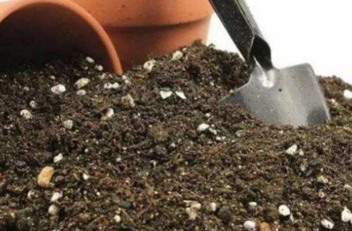 营养土小飞虫，怎么对付？