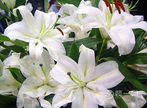 百合花风水寓意揭秘：吉祥之道，美丽与和谐共存