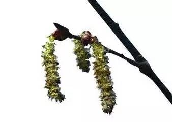 揭秘：陆地植物发光之谜 - 是自然现象还是人工创造？