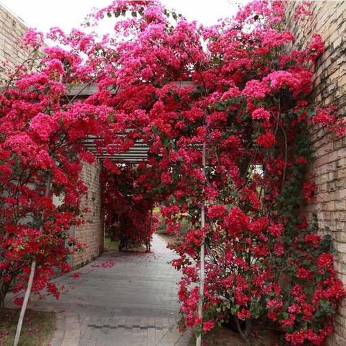 常见开花品种分享