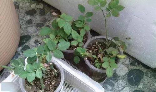 三角枫扦插技巧，养花必备！