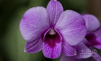 花与人生的共鸣：坚韧与美好