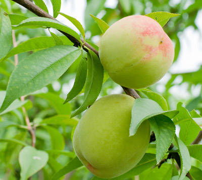 一、三环唑是个啥玩意儿？