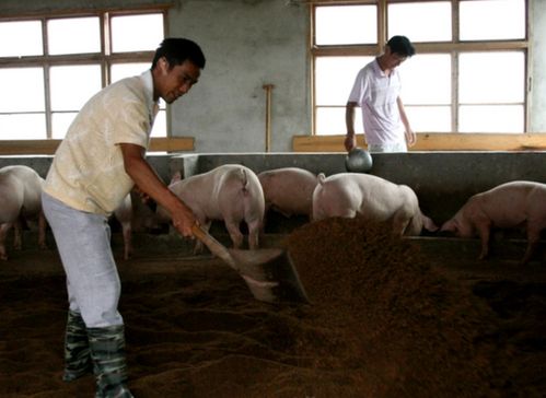 养猪场如何有效驱蚊以保障养殖环境？