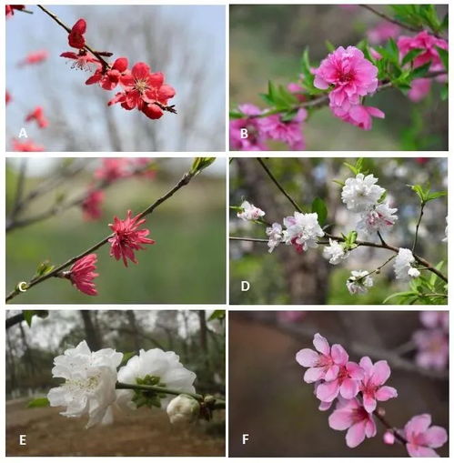 揭秘桃花的完全花之谜：为何它与众不同？