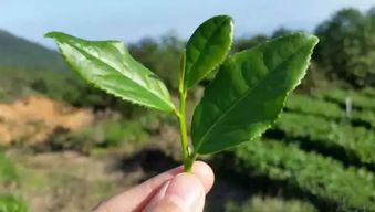 葡萄树上的多菌灵施用方法揭秘