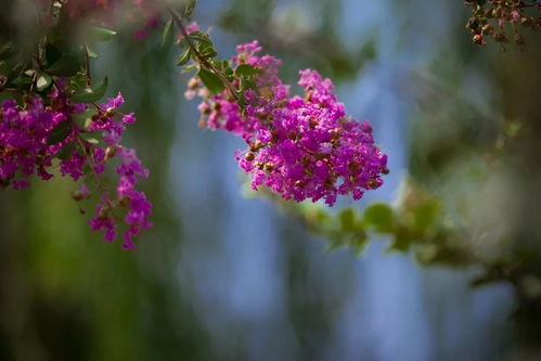 “友谊长久，花言寄情