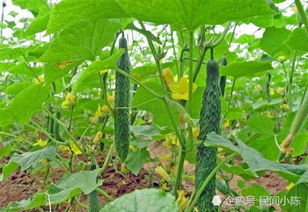 不同地区， 蔬菜种植有差异