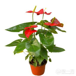 红掌花心绿色，为何如此独特