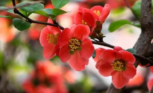 贴梗海棠：神奇的花苞