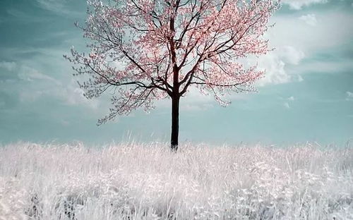 网红花：北方的雪景