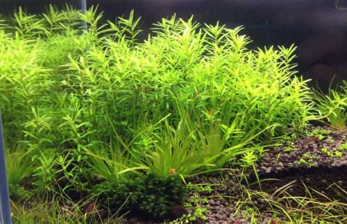 使用定值棉种植水草