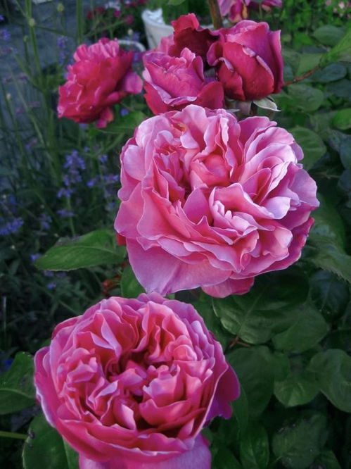 埃丽娜：明亮典雅的色彩