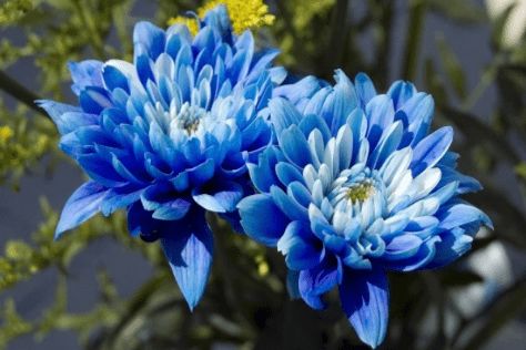 粉色勿忘我：浪漫爱情的使者