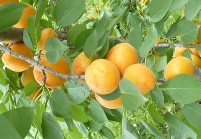 何时种植成活率蕞高？