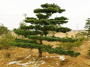 怎么挑选好的五针松？