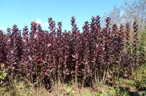 雌雄同株，花期长