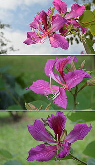 羊蹄甲≠洋紫荆，两种花卉大不同！