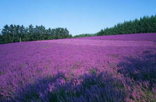 紫萼：耐阴界的变色龙