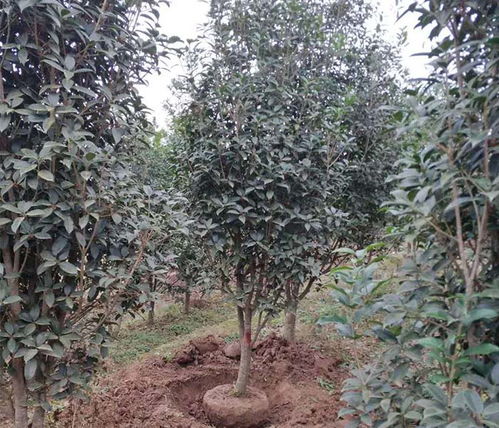 紫玉兰砧木的选择