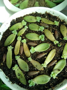 第五步：注意事项， 别掉以轻心