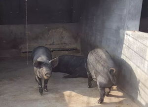 安全猪肉，从源头把控养殖质量