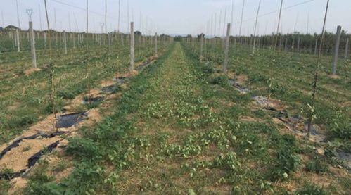 草坪种植：谈恋爱般的讲究