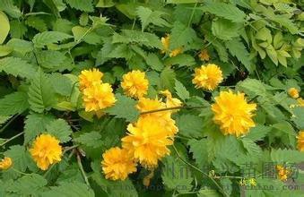 棣棠和海棠，分别是什么属？