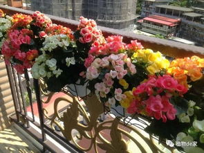 场景1：总养死芍药