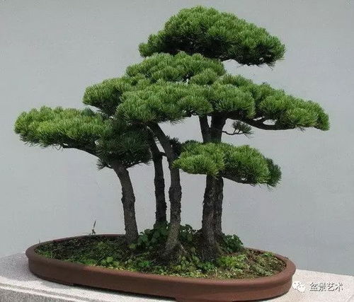 多打枝叶， 多带土团，移植种植后打点滴