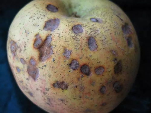 康氏粉蚧防治， 关键在时机