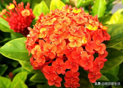 夏天耐热花有哪些？这几种越晒越艳