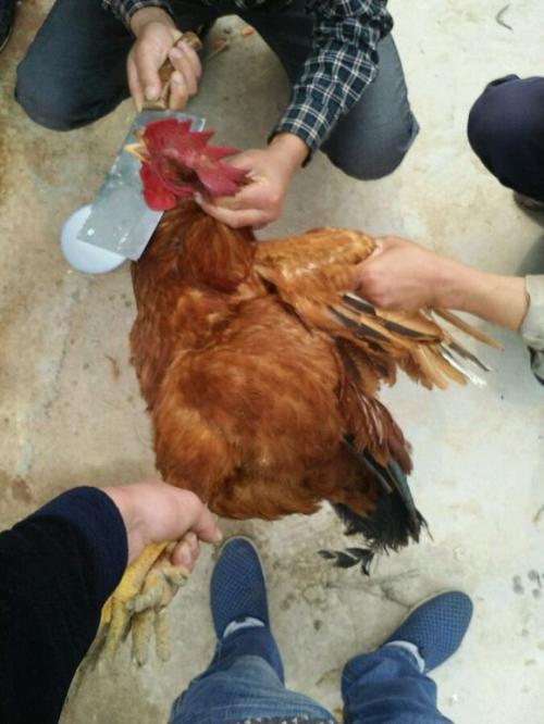 杀鸡效果，kan鸡的病情