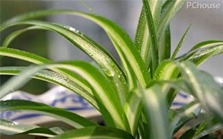 吊兰种植后多久开始服盆？以及养护过程中需要多久更换一次盆土