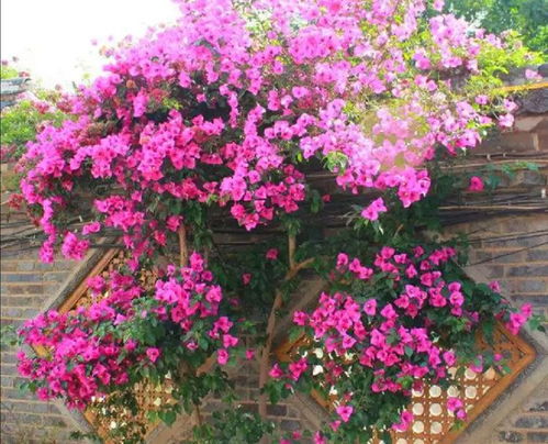 长花期易养爬藤花，如何养护欣赏其美丽
