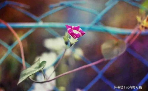 紫藤花的寓意和象征