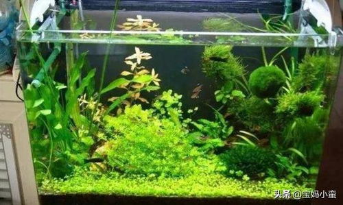 使用什么液体肥料可以确保鱼缸绿苔稳定且健康地生长？