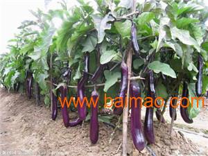 茄子苗的烦恼：杂草横行，如何是好？