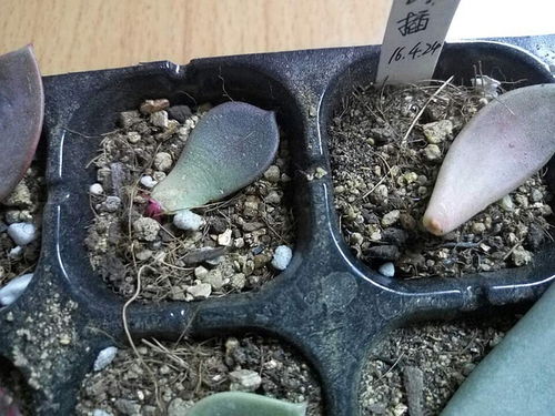 黑王子黑腐烂根了还能挽救吗？如何处理